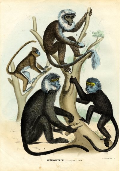 Langurs by Raimundo Petraroja